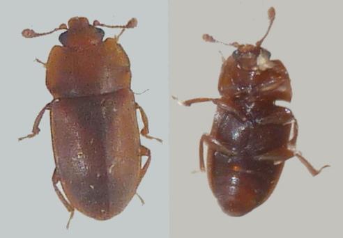 Réf. 227 305 : Epuraea sp.